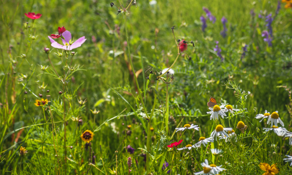 Market players and UK government to launch TCFD for nature