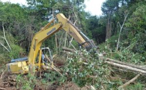 Indonesia_logging.jpg