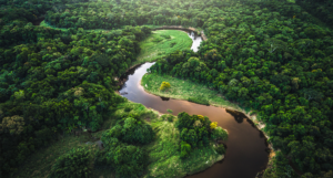 Rainforest in Brazil