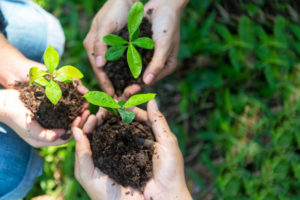 Environment nature. People team work holding young plants in the nature park and see stages of growth of plant and seed for reduce global warming and take care plant. Ecology concept.
