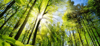 Sun shining through forest trees