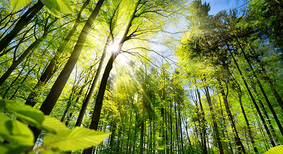 Sun shining through forest trees Sun shining through forest trees