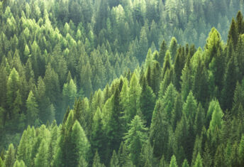 Evergreen trees in forest of spruce, fir and pine