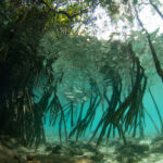 Mangrove forest
