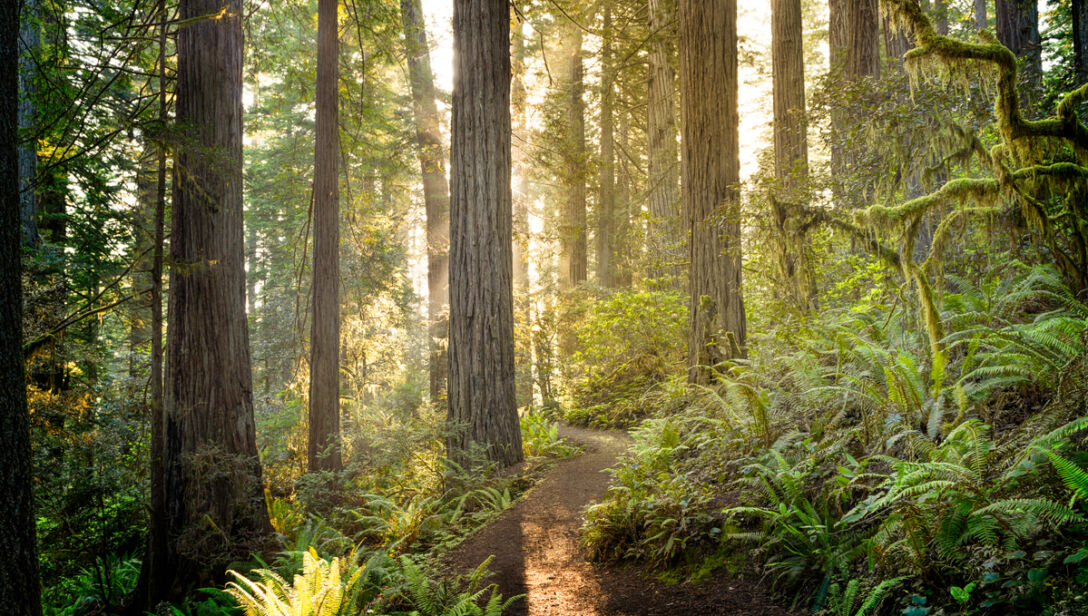 nature trees
