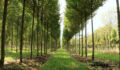 Tree nursery