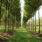 Tree nursery