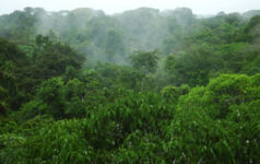 ISSB board votes against adding nature to new or existing standards Image of the Amazon Rainforest.