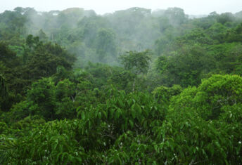 Image of the Amazon Rainforest.