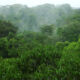 Image of the Amazon Rainforest.