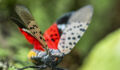 Close-up of a Spotted Lanternfly (Lycorma delicatula) crawling on a Maple tree trunk in Northeast Maryland