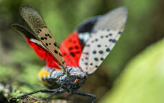 Big read: Getting to grips with invasive species Close-up of a Spotted Lanternfly (Lycorma delicatula) crawling on a Maple tree trunk in Northeast Maryland