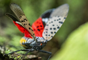 Close-up of a Spotted Lanternfly (Lycorma delicatula) crawling on a Maple tree trunk in Northeast Maryland