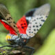 Close-up of a Spotted Lanternfly (Lycorma delicatula) crawling on a Maple tree trunk in Northeast Maryland