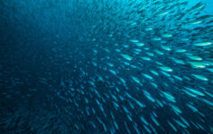 ‘Different times, different tactics’: The future of climate collaborations School of fish swimming
