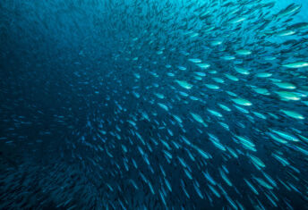 ‘Different times, different tactics’: The future of climate collaborations School of fish swimming