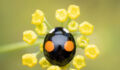 A black two spot harlequin ladybird on a fennel plant (Harmonia axyridis)