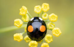 A black two spot harlequin ladybird on a fennel plant (Harmonia axyridis)