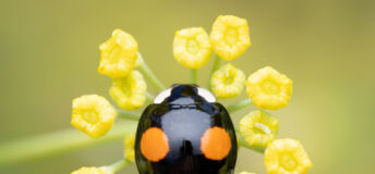A black two spot harlequin ladybird on a fennel plant (Harmonia axyridis)