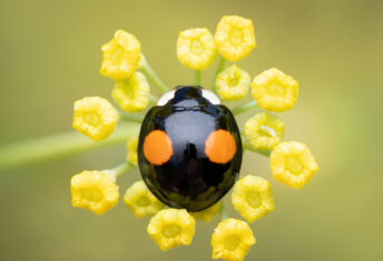 A black two spot harlequin ladybird on a fennel plant (Harmonia axyridis)