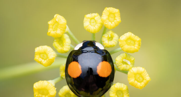 Companies slow to act on invasive species threat, survey finds A black two spot harlequin ladybird on a fennel plant (Harmonia axyridis)