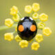 A black two spot harlequin ladybird on a fennel plant (Harmonia axyridis)
