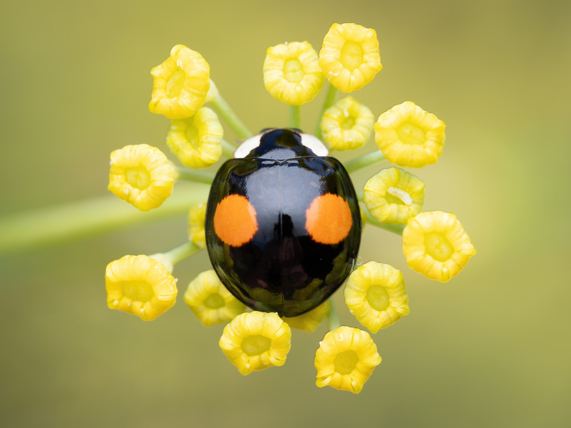 TNFD consults on updating invasive alien species indicator and metric
