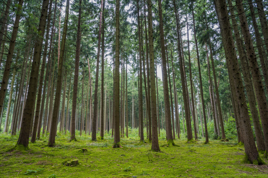 Timberland, forest, natural capital Timberland