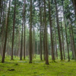 How are investors future-proofing forestry portfolios from wildfires? Timberland