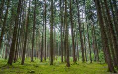 How are investors future-proofing forestry portfolios from wildfires? Timberland