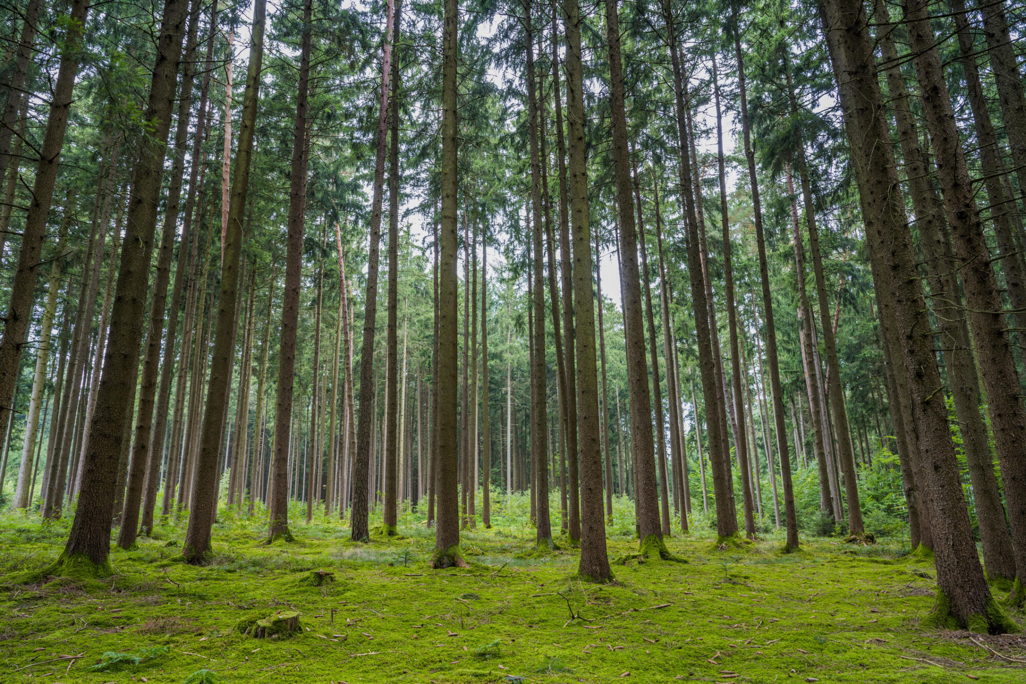How are investors future-proofing forestry portfolios from wildfires?