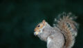 Grey squirrel eating nut on a tree stump, UK.