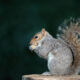 Grey squirrel eating nut on a tree stump, UK.